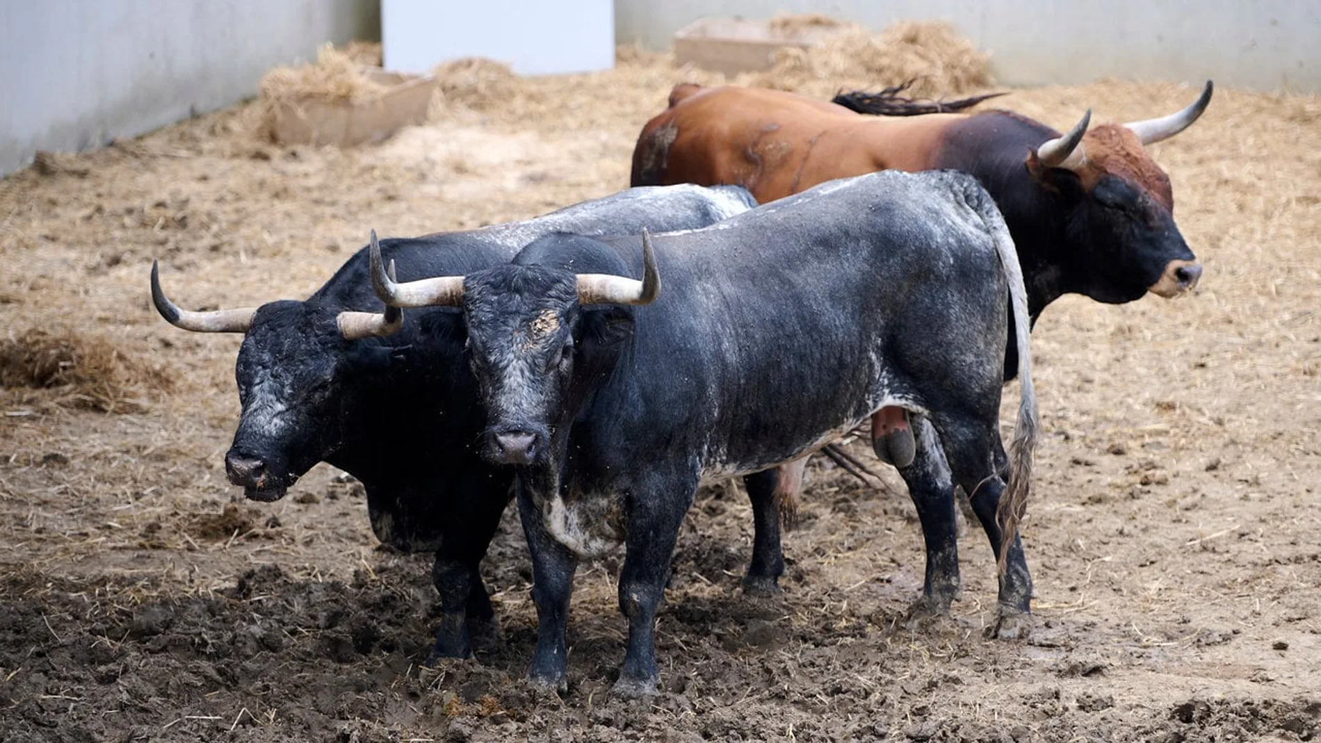 Miura aguarda para el último encierro de la feria