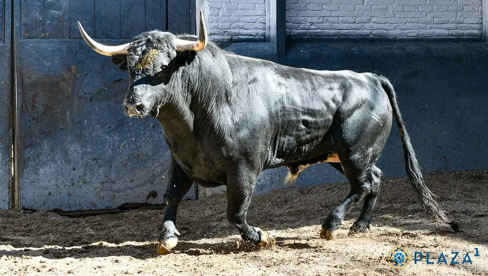 2º, "Carpetano", nº 64
