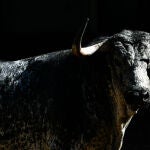 Estos son los muy serios novillos de Couto de Fornilhos para esta noche en Madrid