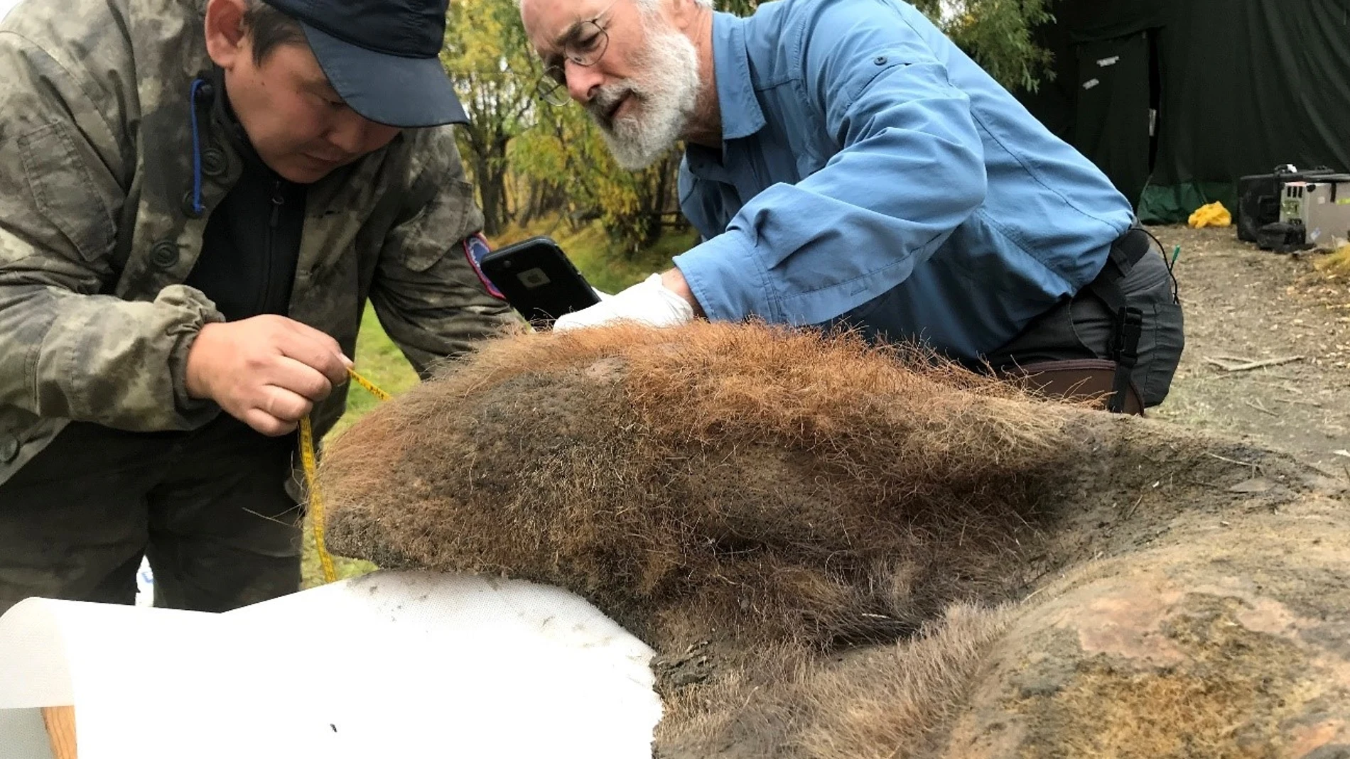 Valerii Plotnikov y Dan Fisher examinan la piel de mamut después de haber sido excavada del permafrost.