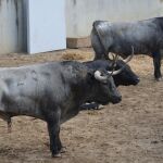 Sábado 13 y José Escolar, una mezcla explosiva. Los toros ya esperan en los corrales del Encierro