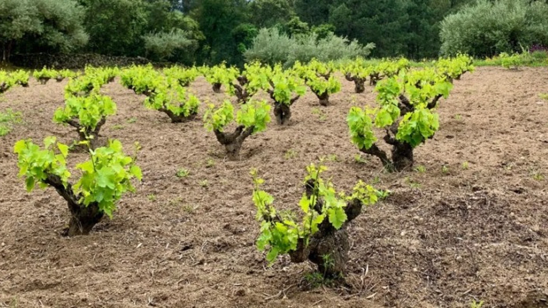 Viñas de la DOP Cebreros