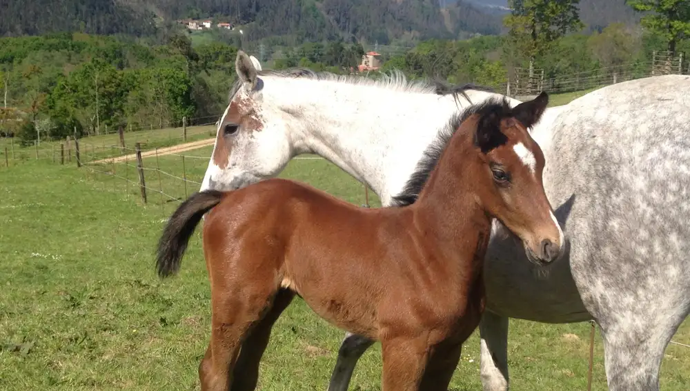 “Tirano de Pravia” de bebé (los caballos tordos nacen oscuros)
