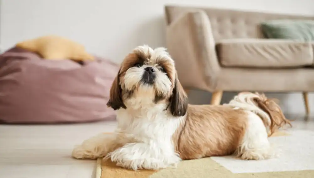Shih Tzu