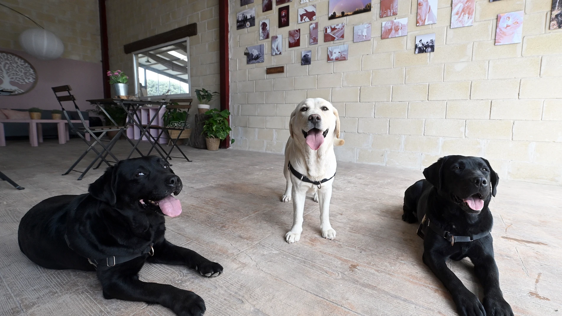 Uva, Lina y Java, perros usados en terapia en el HUBU
