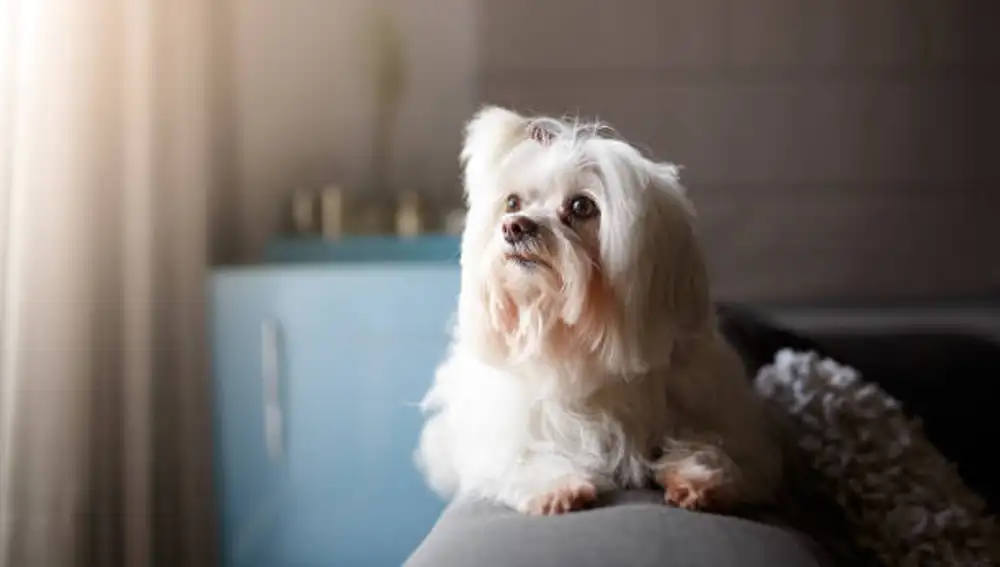 Lhasa Apso