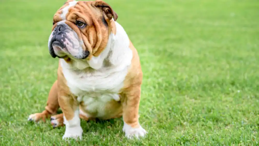 Bulldog Inglés