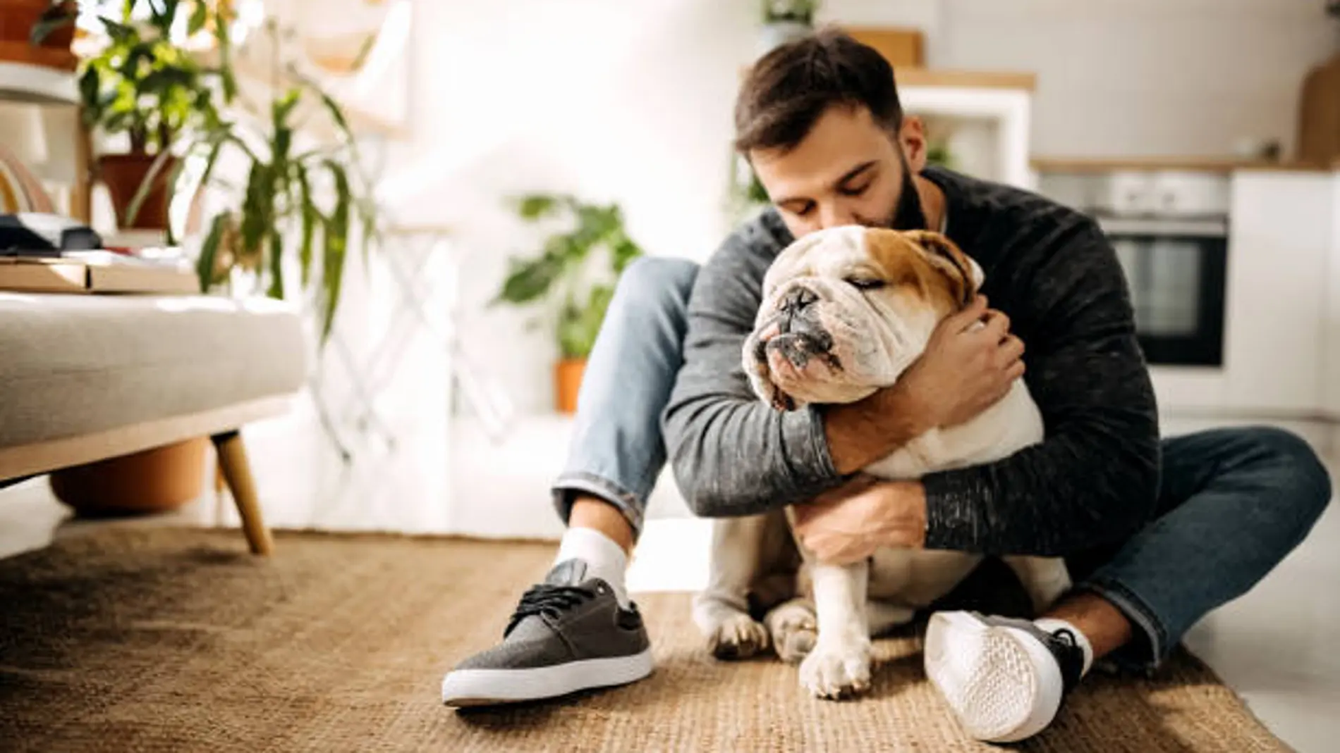 Un Bulldog Inglés junto con su dueño