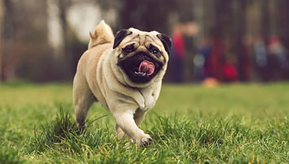 Pug