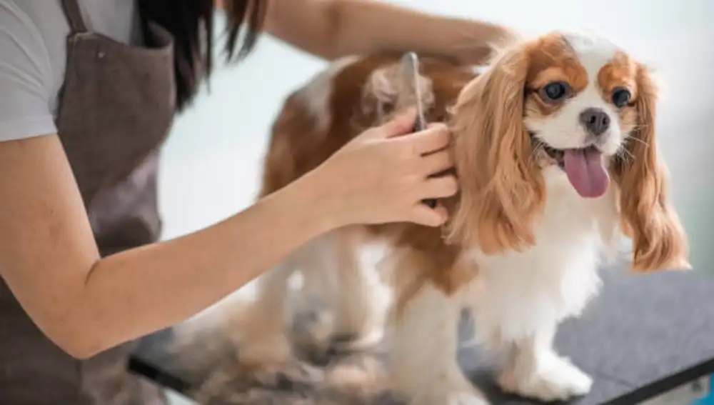 Cavalier King Charles Spaniel