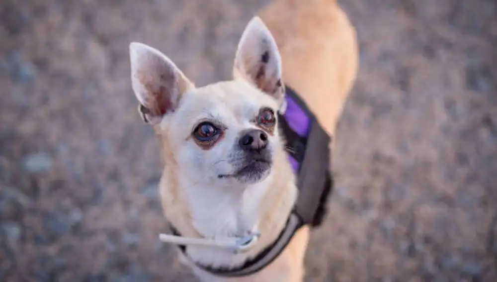 Chihuahua