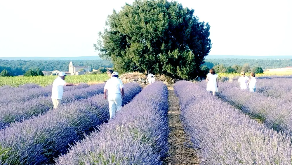 Cosecha de la lavanda. Burgos