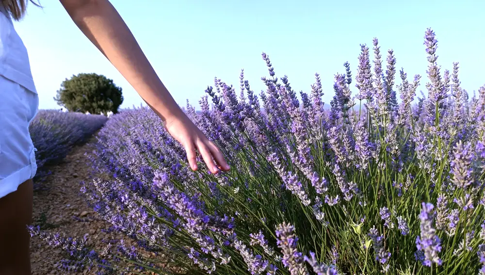 Campos de lavanda de Burgos