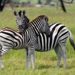 El color de las cebras ha supuesto numerosas teorías y debates debido a la mezclas del color negro con el blanco