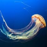 Qué hacer en caso de una picadura de medusa: prevención y tratamientos básicos