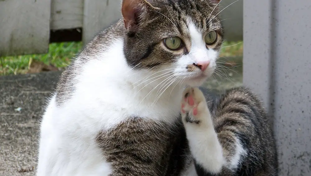 Un gato rascándose