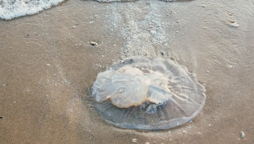 Una medusa en la playa