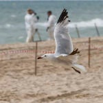 Las tres playas del sur de València seguirán cerradas para ver si hay vertido bajo tierra