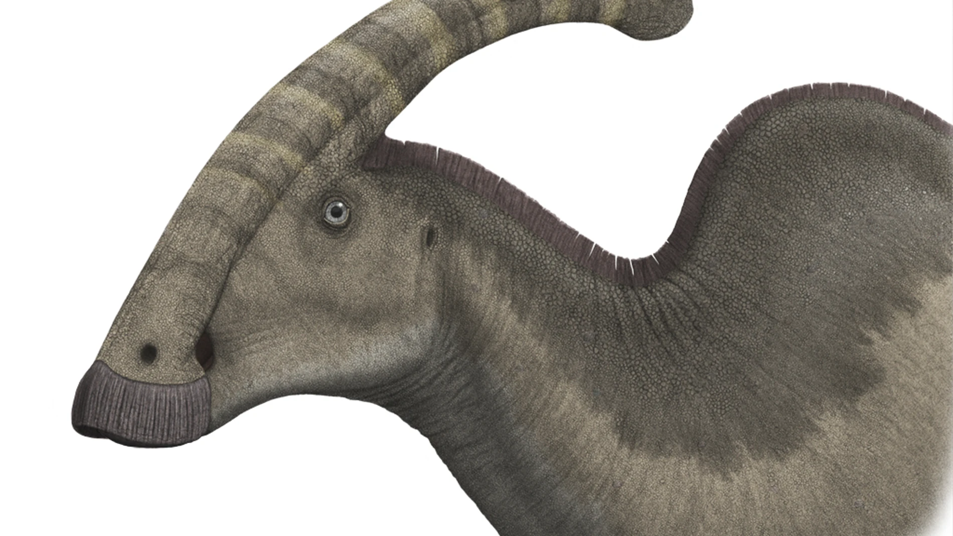 Paleoarte de un Parasaurolophus walkeri