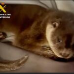 La nutria recuperada