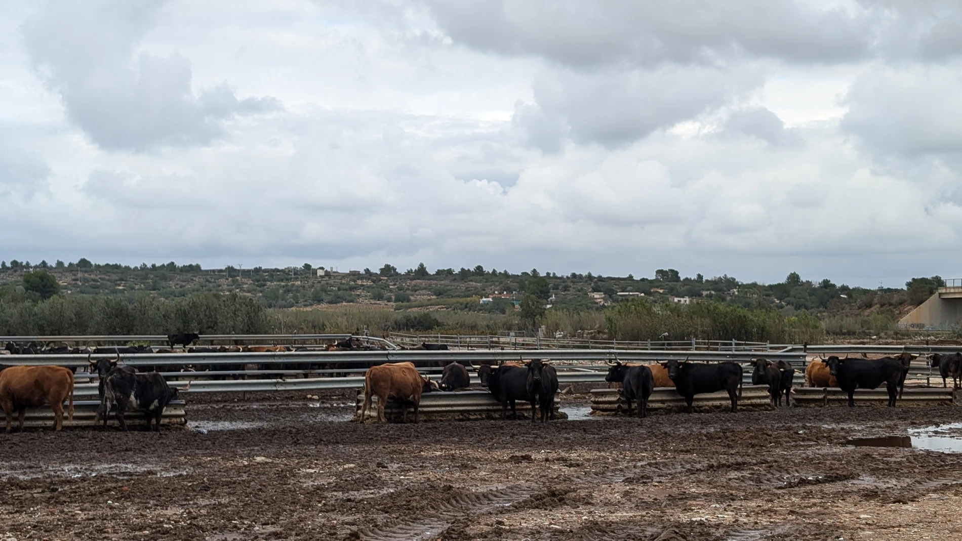 El barranco del Poyo y el barranquet destrozaron algunas de las vallas como las que se ven en la imagen y tuvieron que reubicar a cientos de vacas, pero no hubo ninguna pérdida.