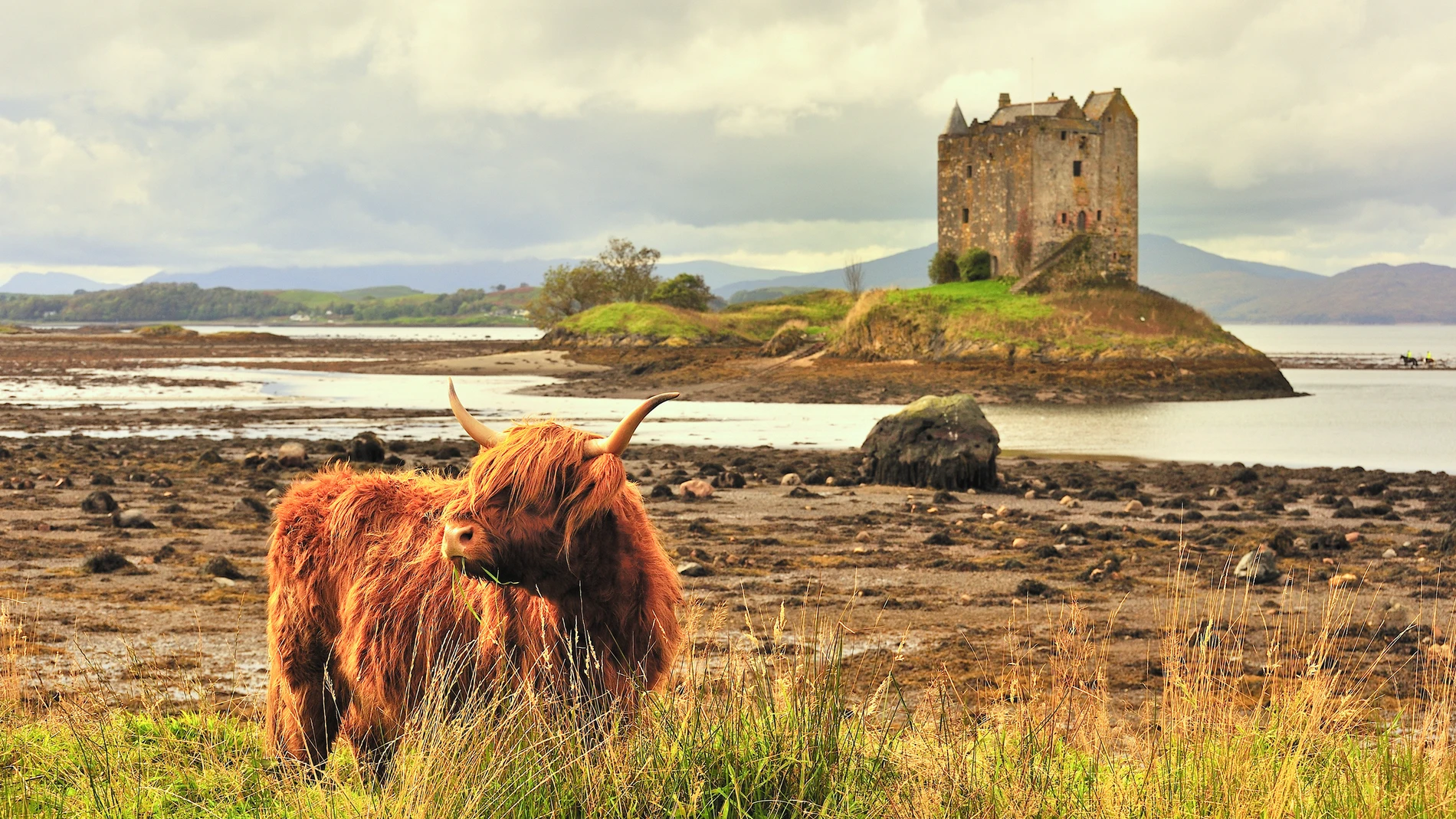 La vaca peluda es una raza bovina originaria de las Tierras Altas de Escocia