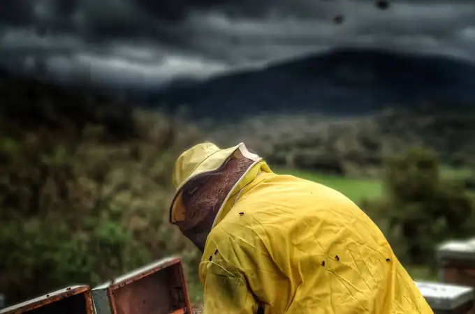 Los apicultores, bajo el yugo del avispón oriental Los apicultores, bajo el yugo del avispón oriental
