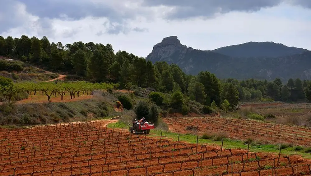 Vinya i Paisatge de Bot, Terra Alta, Tarragona