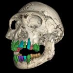 Una reconstrucción en 3D del cráneo fósil de un joven de una especie temprana de Homo de Dmanisi, Georgia.