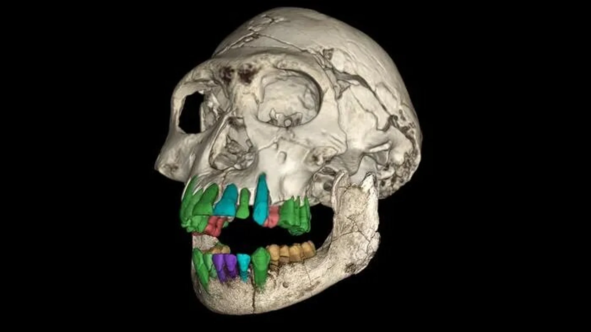 Una reconstrucción en 3D del cráneo fósil de un joven de una especie temprana de Homo de Dmanisi, Georgia.