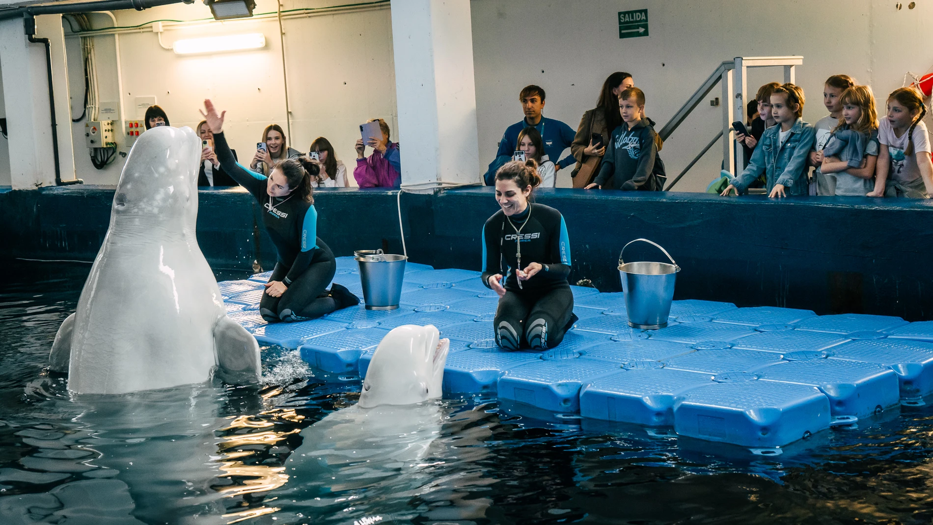 Familias ucranianas conocen en el Oceanogràfic a las belugas rescatadas de Járkov