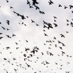 Pájaros volando