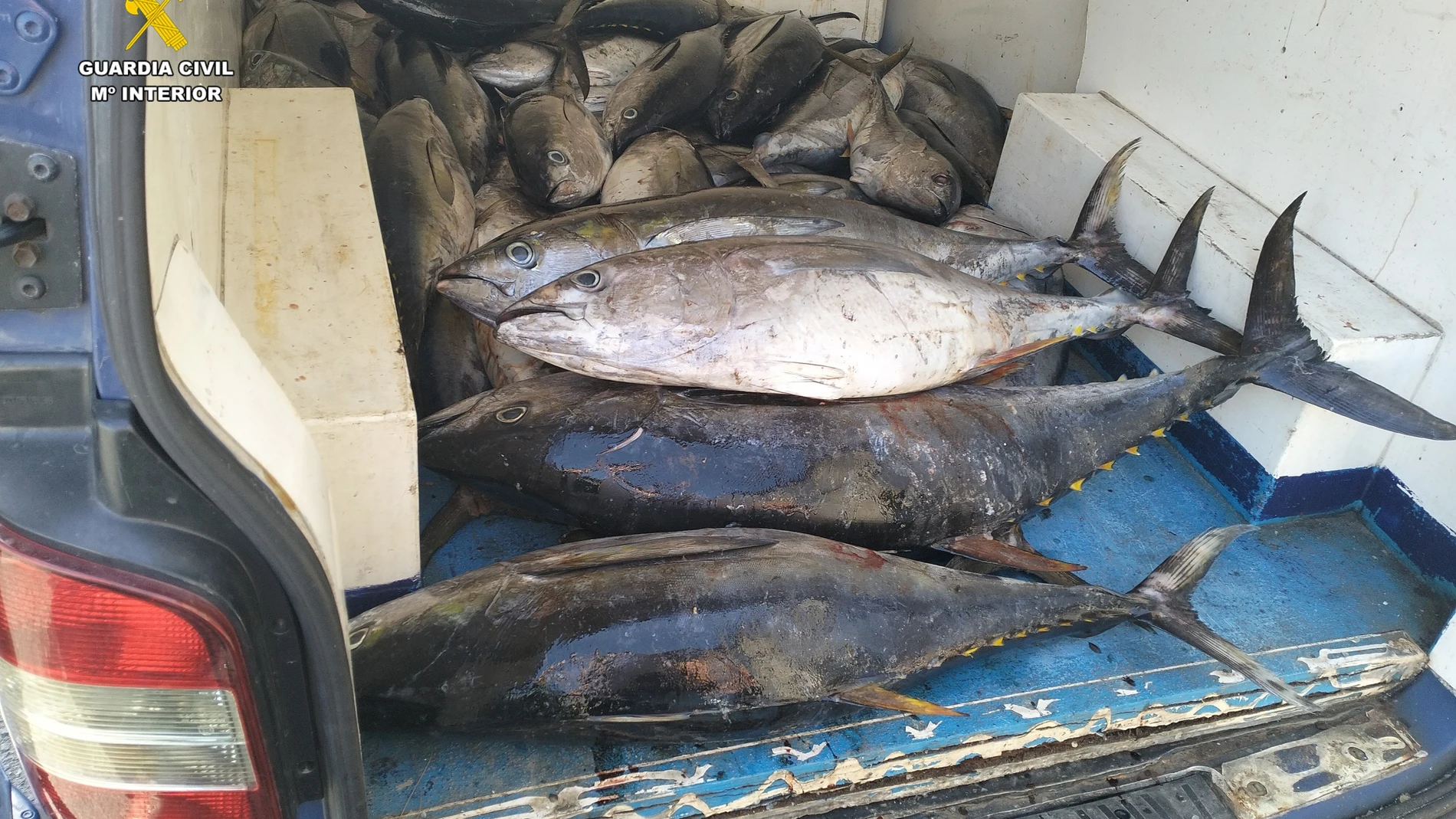Atún pescado de forma ilegal en aguas de La Gomera y requisado por la Guardia Civil REMITIDA / HANDOUT por Guardia Civil Fotografía remitida a medios de comunicación exclusivamente para ilustrar la noticia a la que hace referencia la imagen, y citando la procedencia de la imagen en la firma 26/11/2024