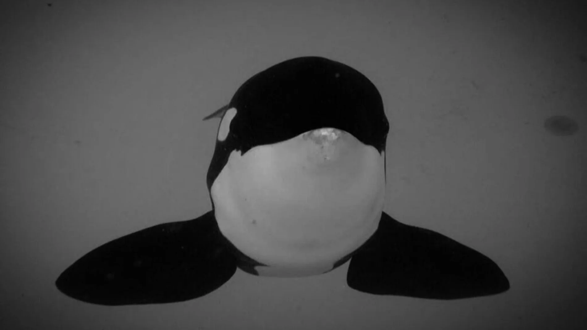 Keto, la orca más longeva de Loro Parque Tenerife
