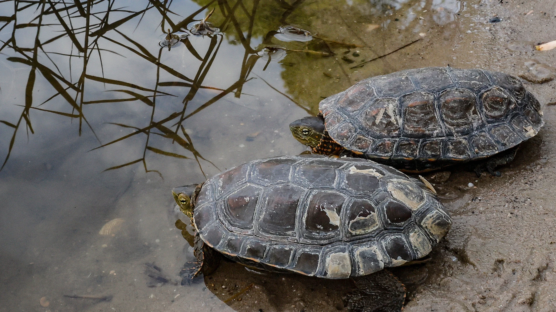 El "hospital de animales" que acoge a 120 tortugas rescatadas de la DANA