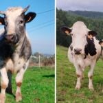 Las vacas, en la actualidad