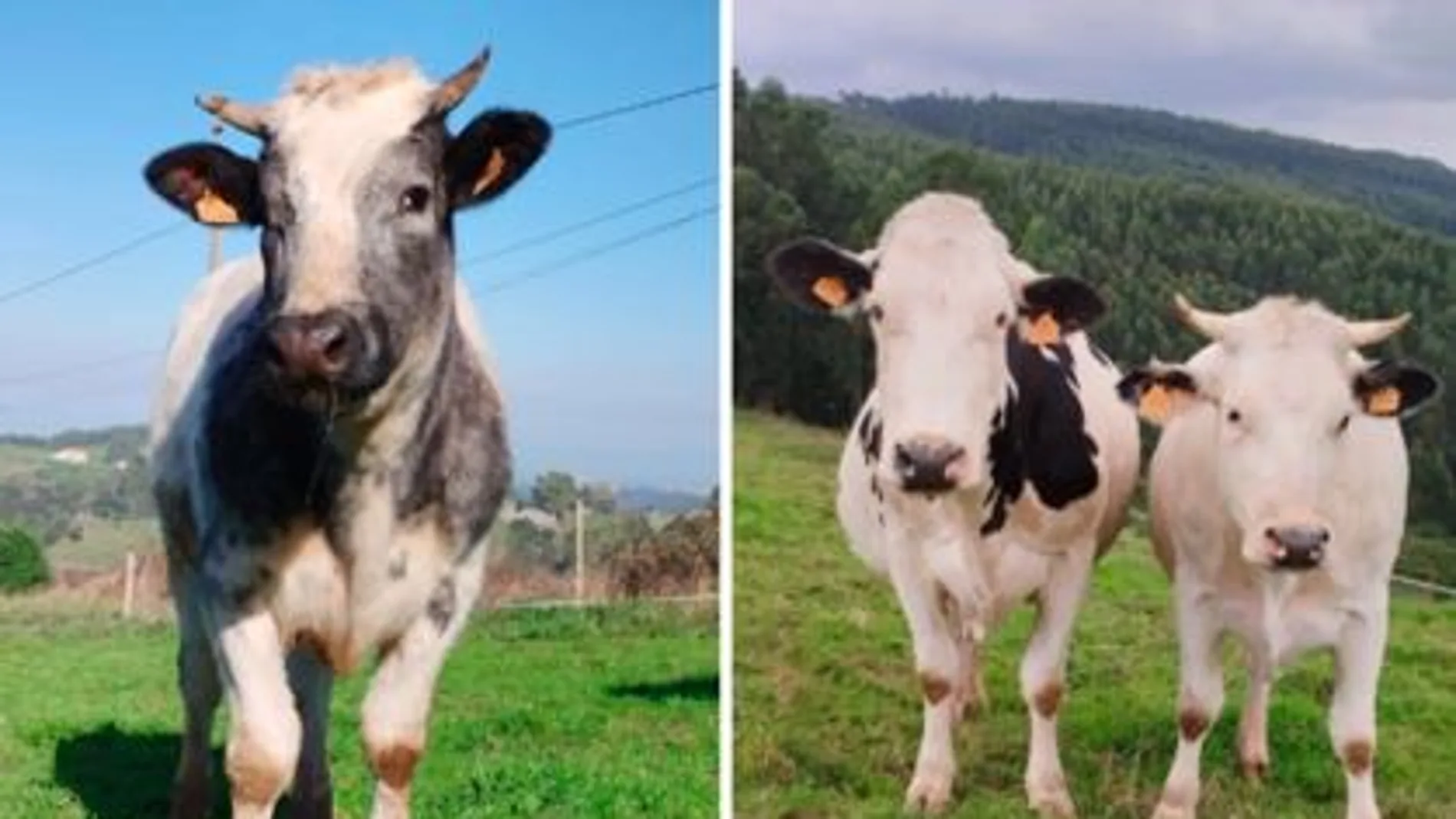 Las vacas, en la actualidad