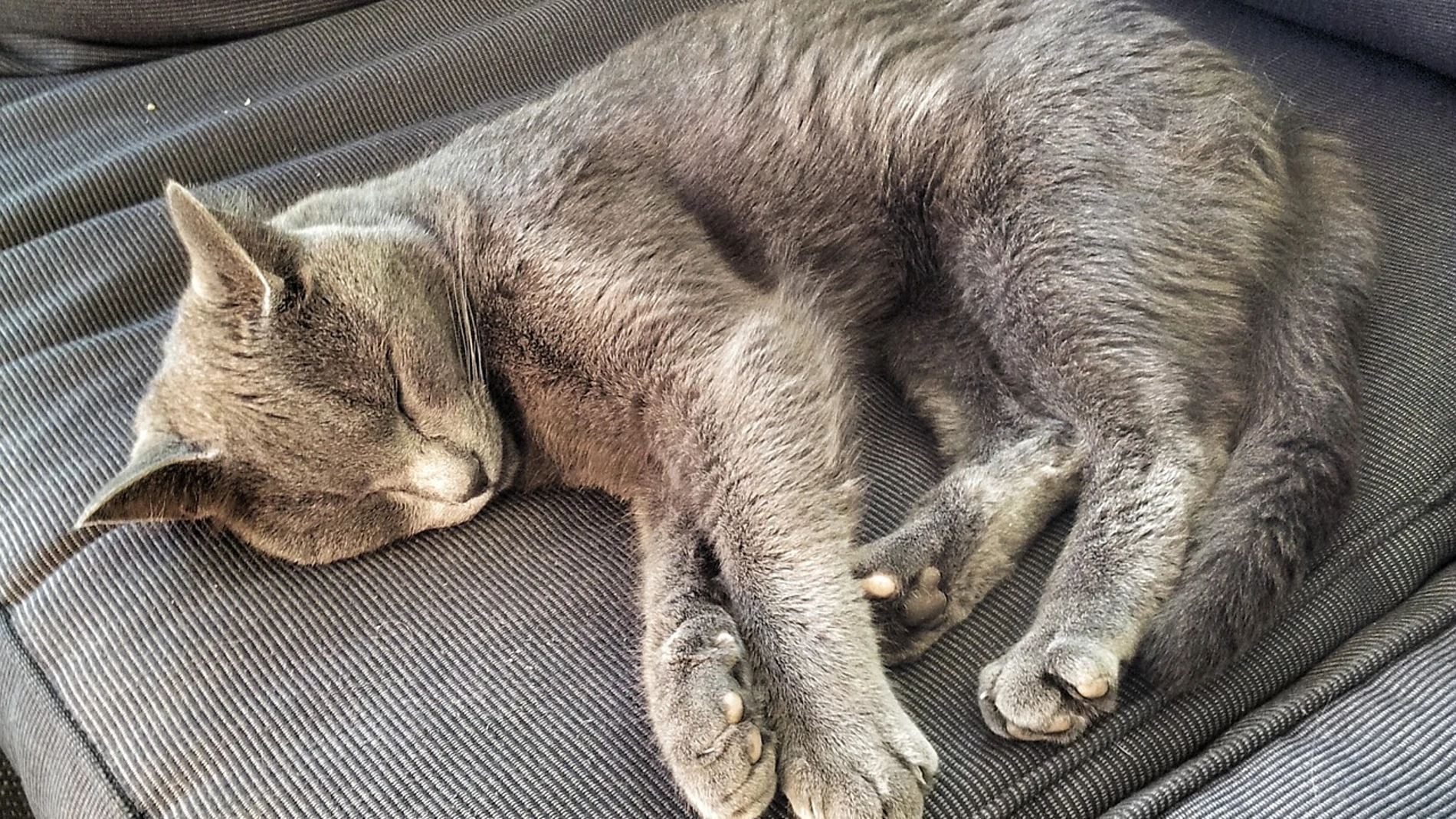 Gato