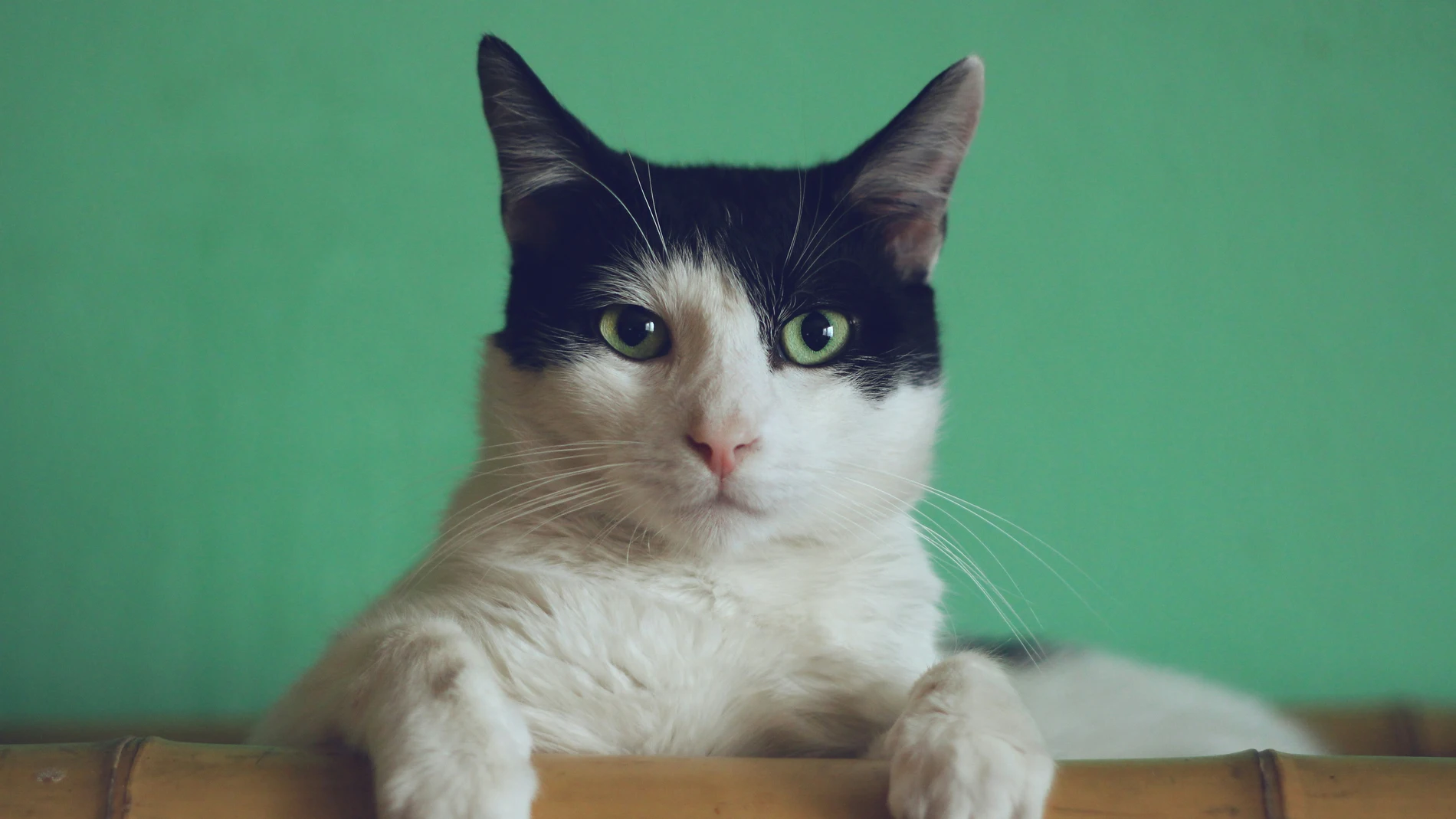 Gato