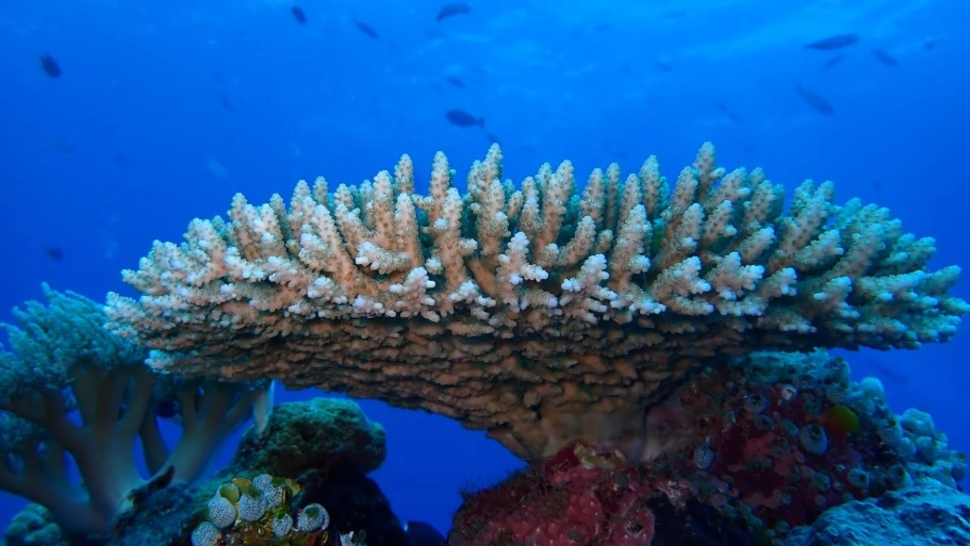 Los corales Acropora corimbosos, sensibles al calor, fueron el taxón de coral focal para este estudio.REMITIDA / HANDOUT por DR LIAM LACHS.Fotografía remitida a medios de comunicación exclusivamente para ilustrar la noticia a la que hace referencia la imagen, y citando la procedencia de la imagen en la firma29/11/2024