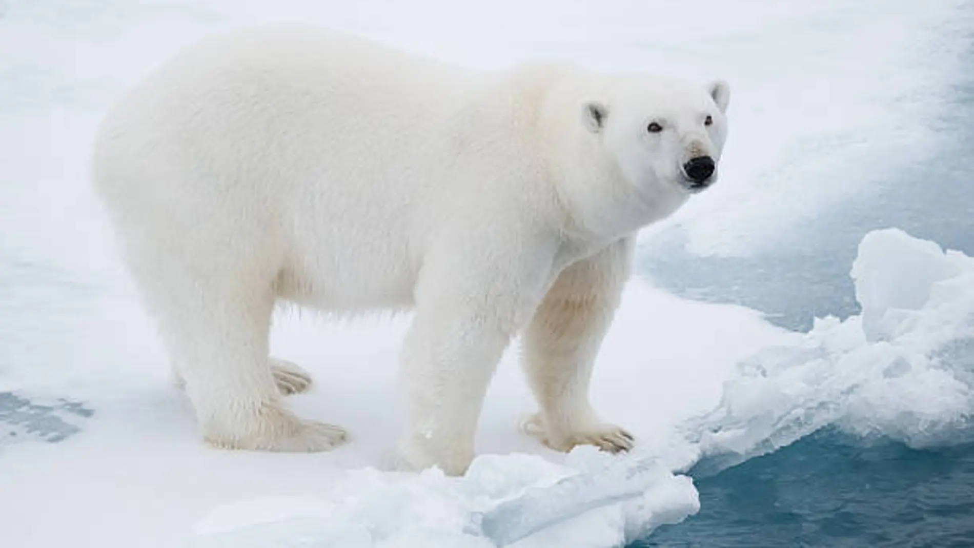 Oso polar