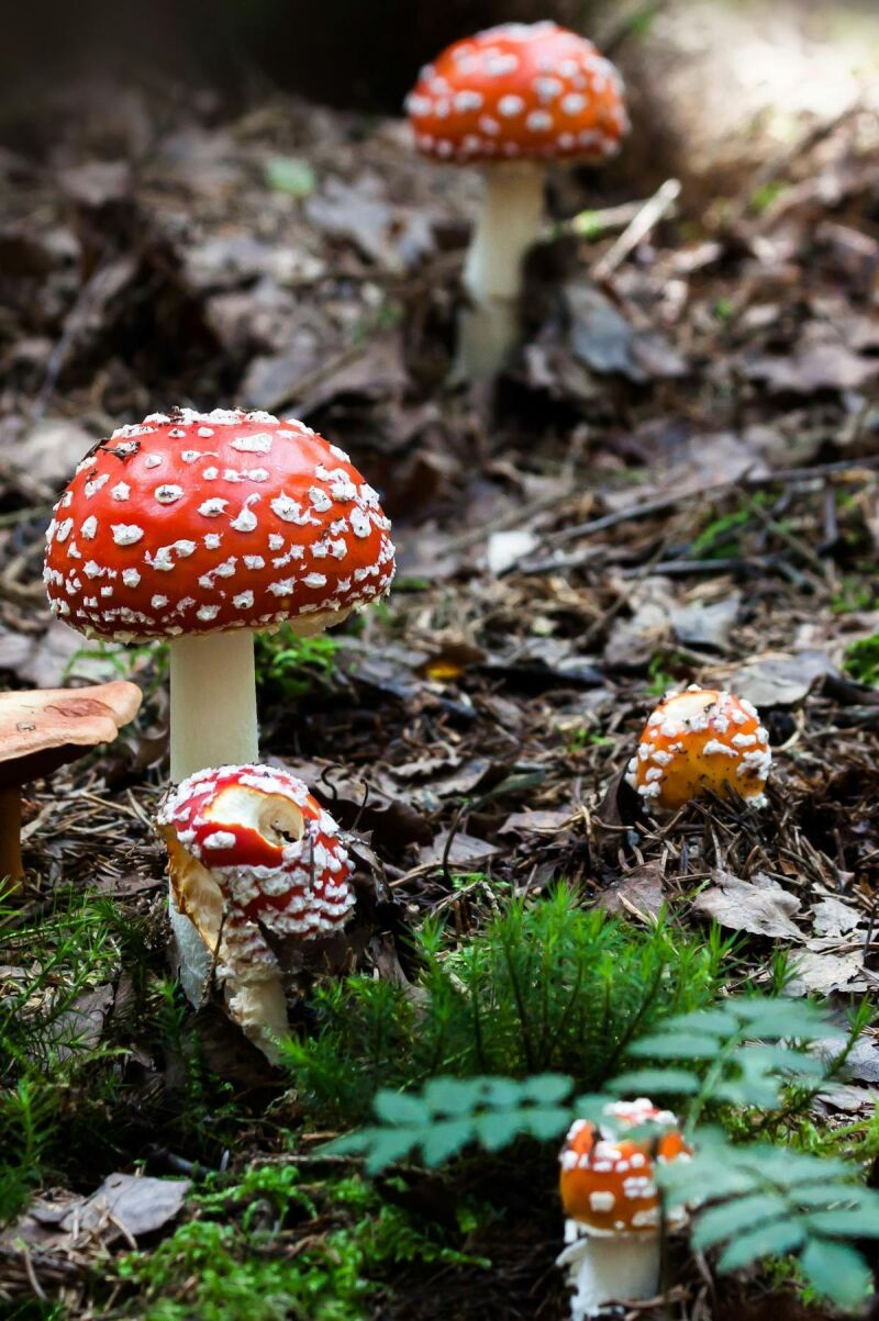 Amanita muscaria, un hongo tan llamativo como venenoso