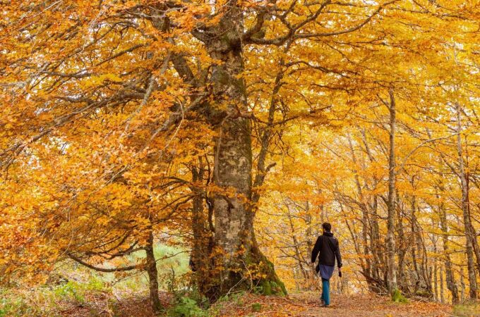 Otoño en el Hayedo de Monasterio de Hermo