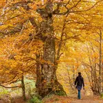 Otoño en el Hayedo de Monasterio de Hermo