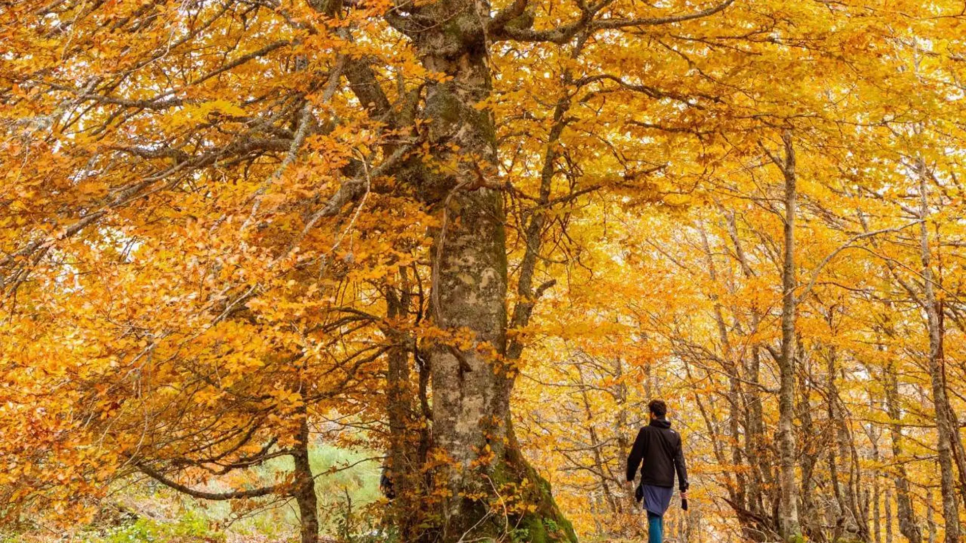 Otoño en el Hayedo de Monasterio de Hermo