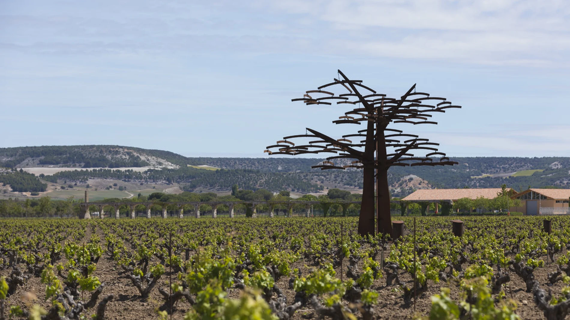 Viñedos de Vega Sicilia, en Valbuena de Duero (Valladolid)