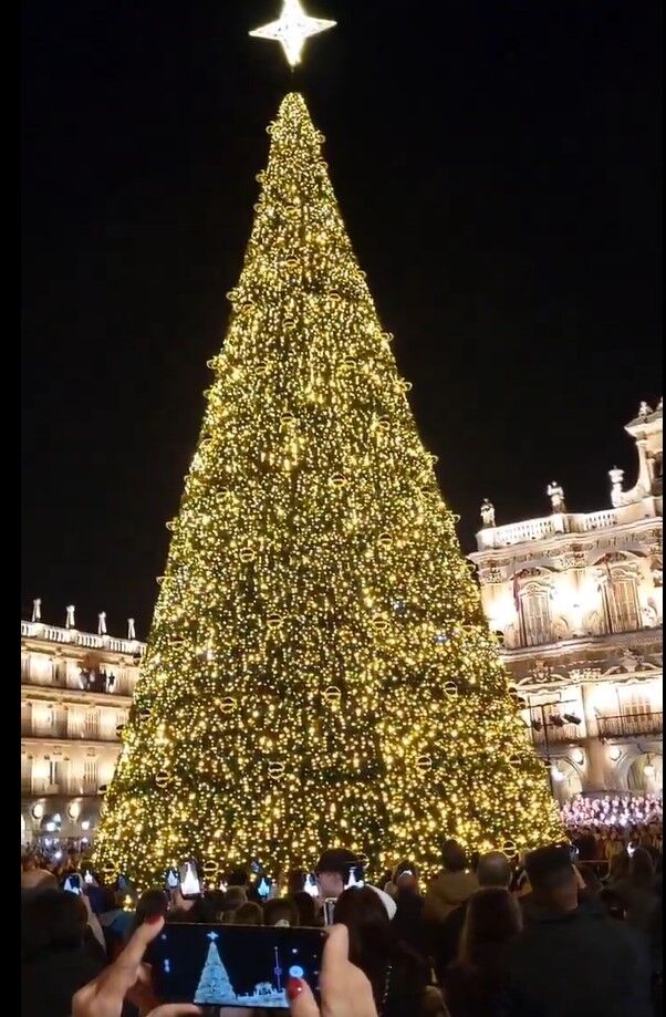 Árbol de Navidad de 23 metros de altura en la Plaza Mayor de Salamanca