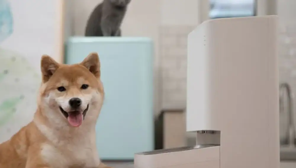 Tanto para perros como para gatos