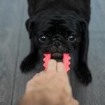 Perro carlino jugando