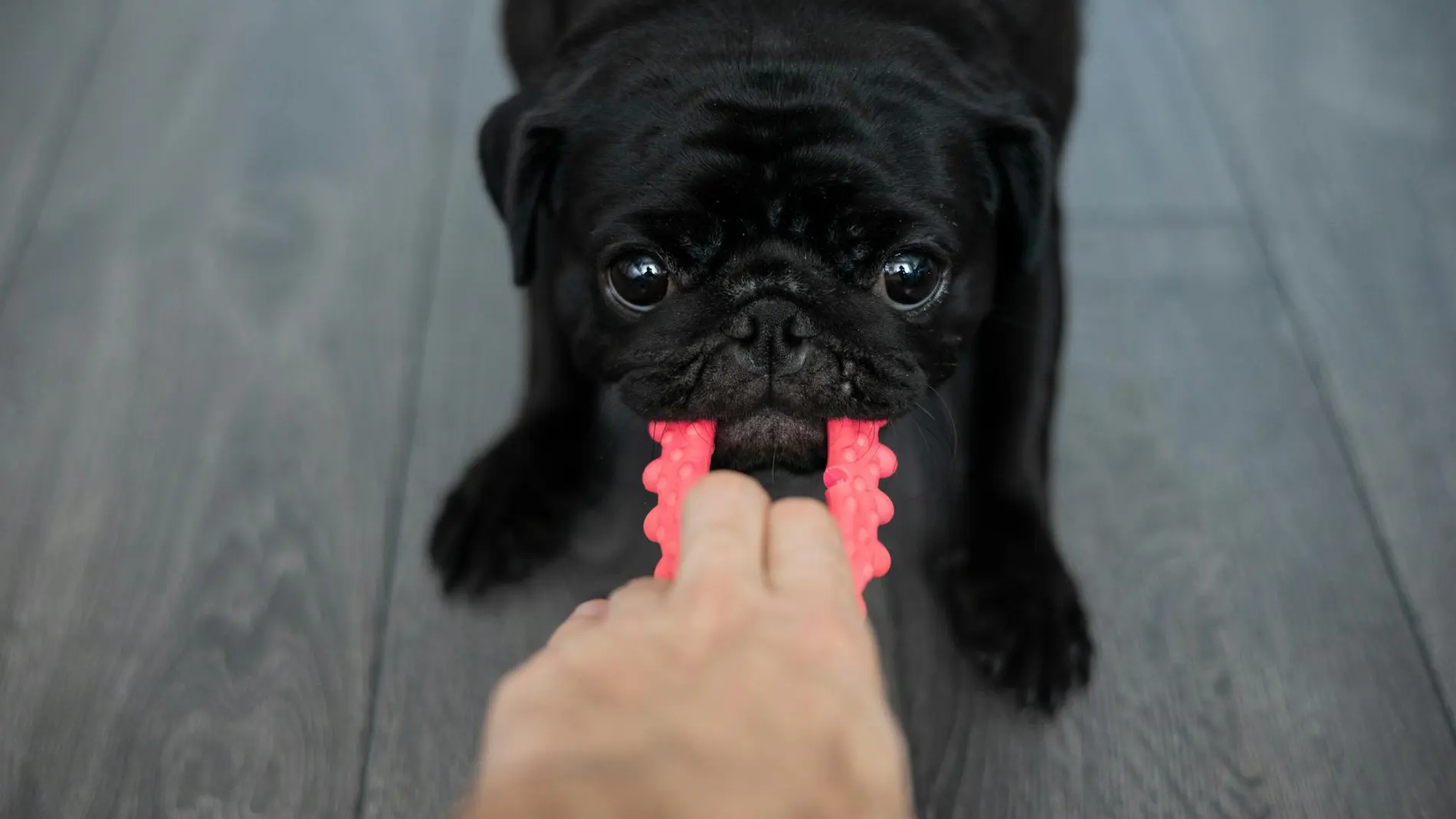 Perro carlino jugando